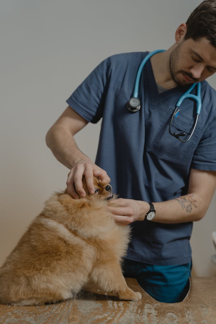services-01 A veterinarian in blue scrubs attentively examines a fluffy dog in a clinic.