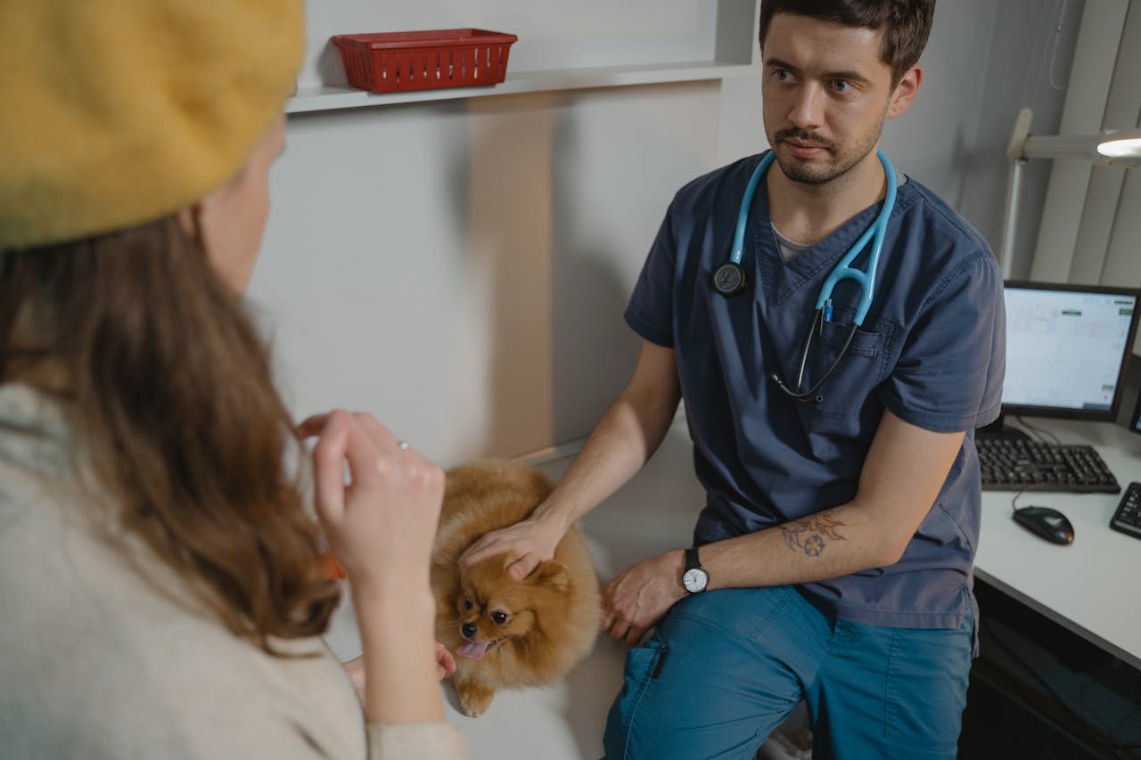 services-02 A veterinarian in scrub suit examines a pomeranian dog in a clinic setting.
