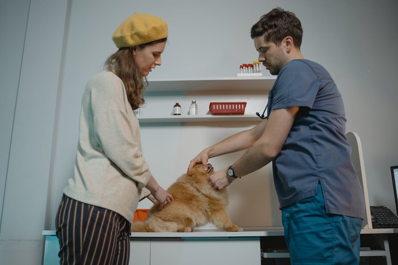 A veterinarian and a woman examine a Pomeranian dog in a clinic setting, focused on care.