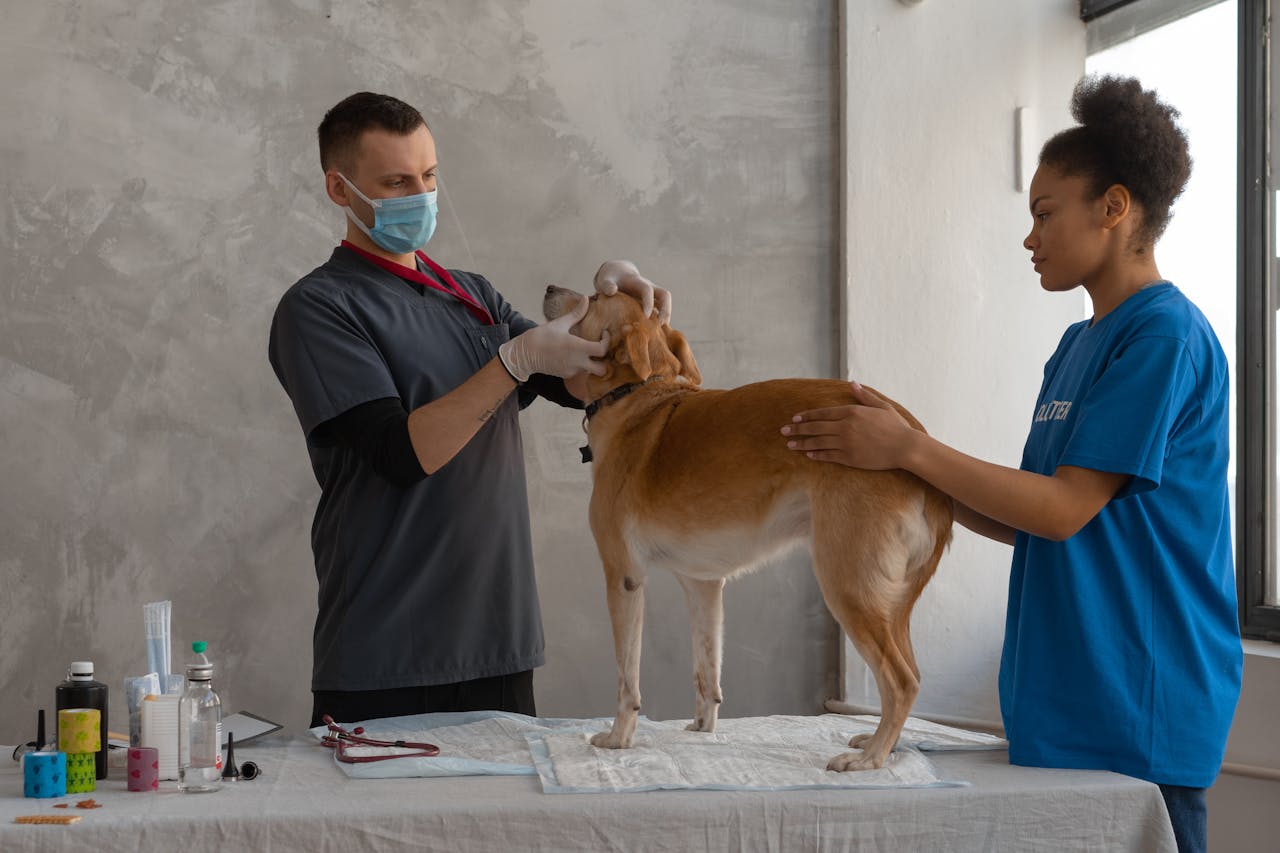 services-03 Veterinarian examines a dog assisted by a professional in a clinic setting.