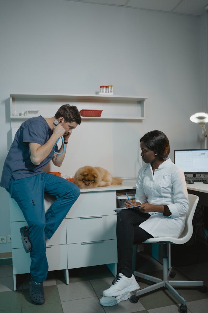 A veterinarian team examining a Pomeranian dog during a checkup in an indoor clinic.