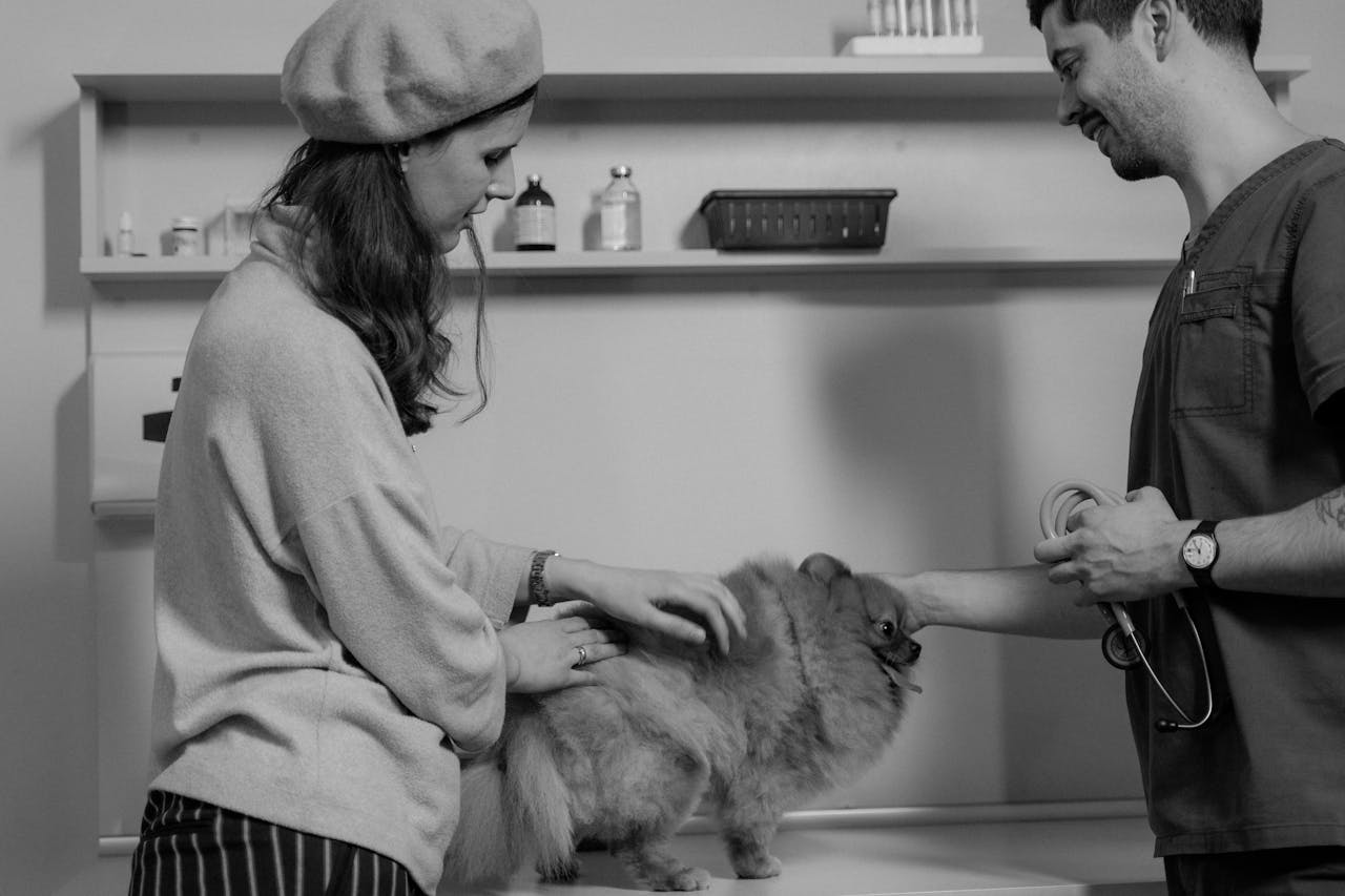 Veterinarian consults a woman with her Pomeranian in a monochrome clinic setting.